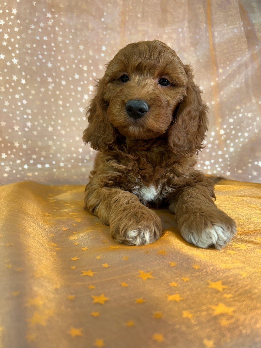 Dark Red Male Mini Goldendoodle Puppy for Sale DOB 9-16-2025 $1200